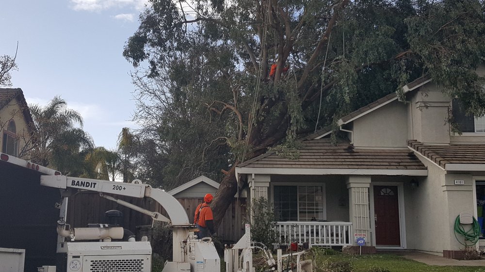 Deciding on a Tree Removal Service For Your Brentwood Home