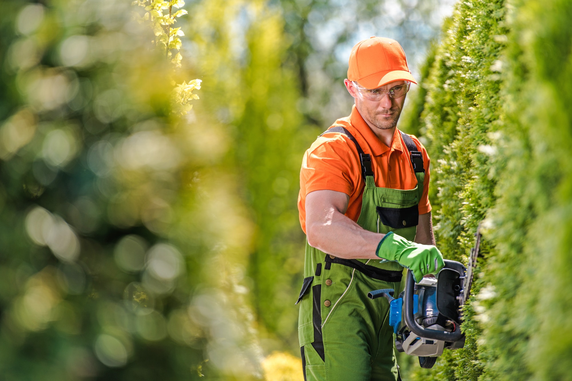 What’s The Best Tree Trimming Services In Brentwood, California?