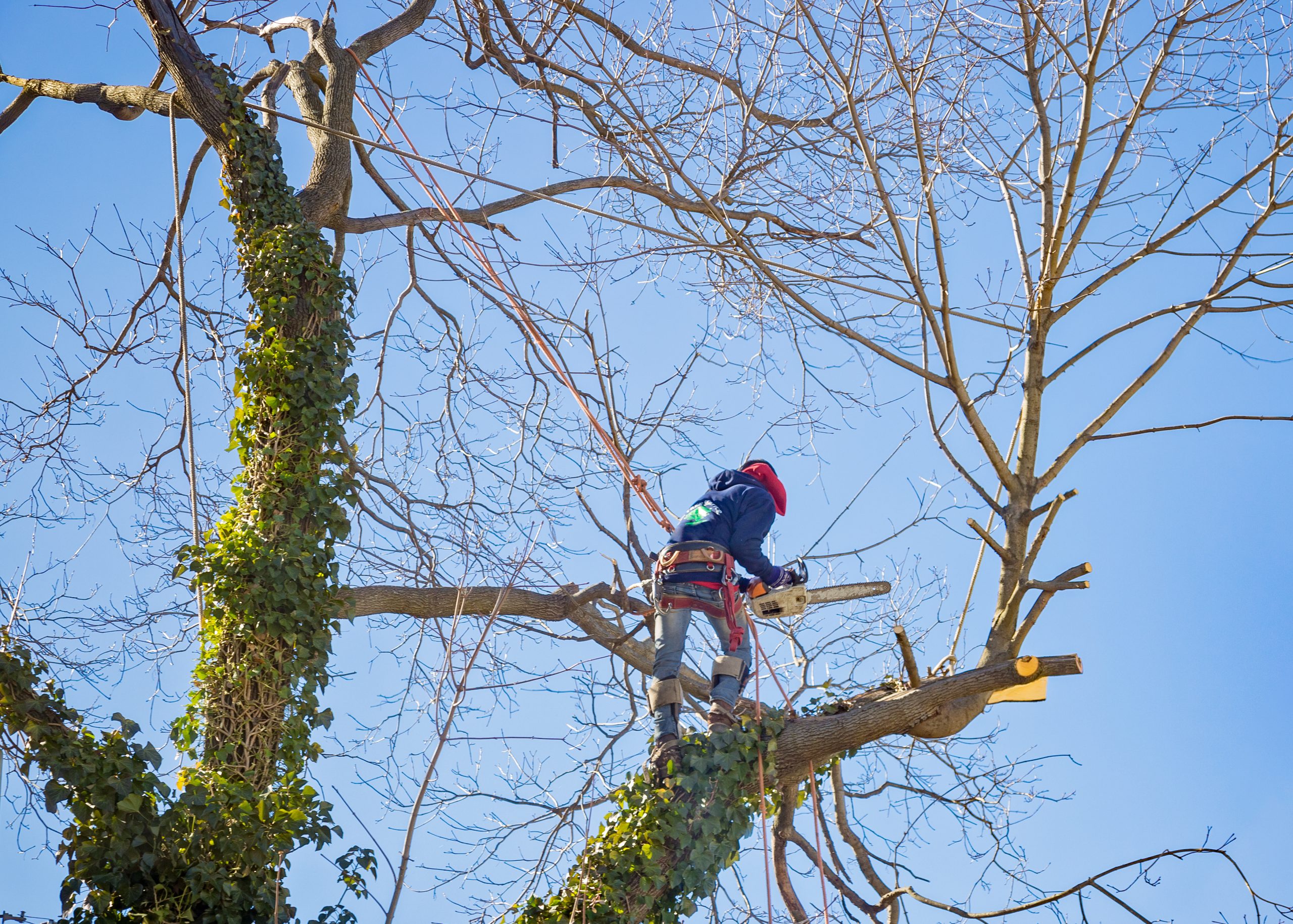 Average Cost for Tree Removal in Brentwood