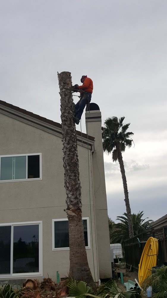 Hiring a professional palm tree trimming service in Brentwood