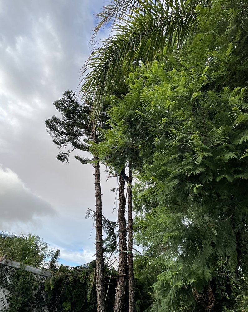 Step-by-Step Guide to Palm Tree Trimming at Brentwood