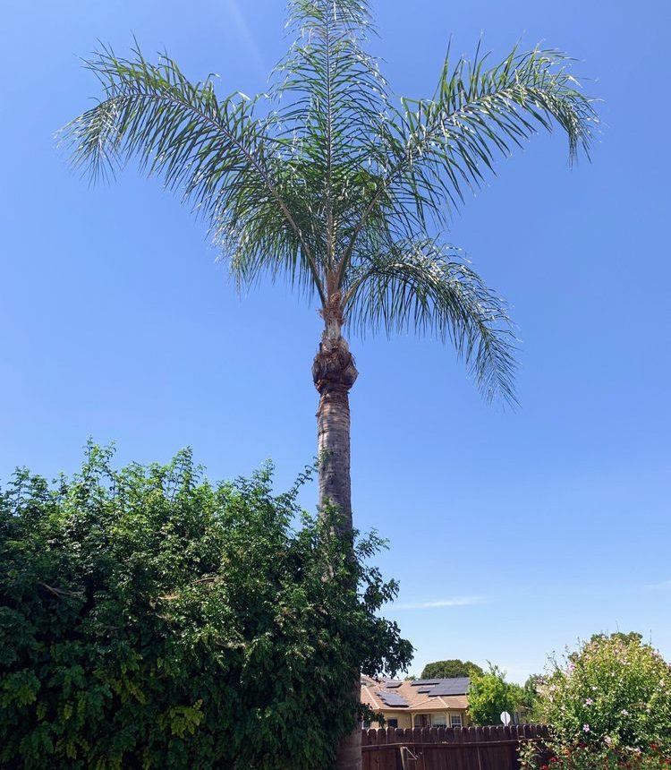Maintaining Healthy Palms: Essential Tips and Tricks for Trimming Palm Trees