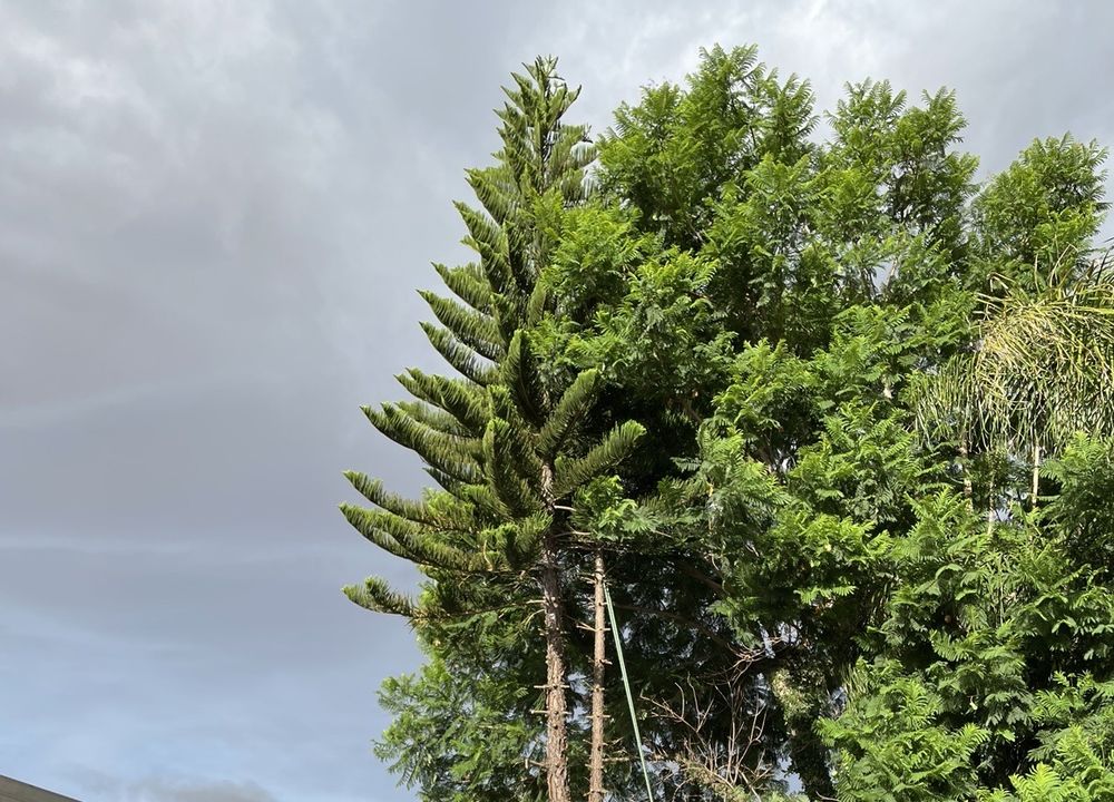 7 Signs Your Trees Desperately Need Trimming