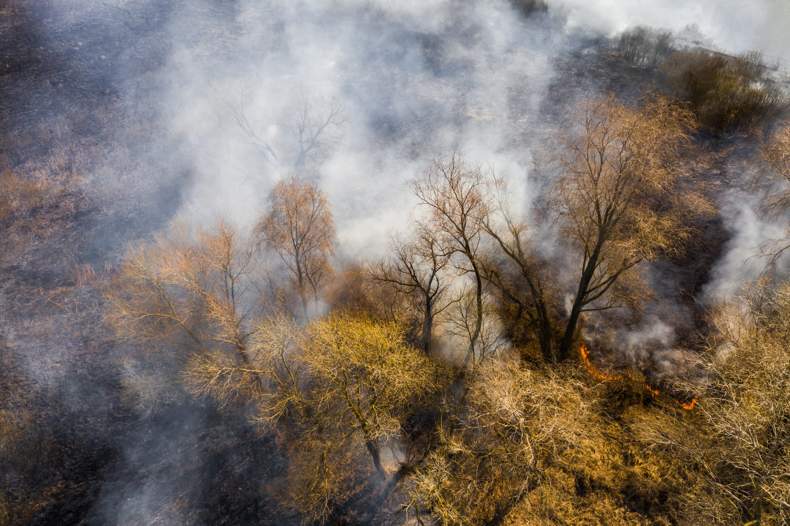 Shield Your Spruces: 6 Strategies to Protect Your Trees during Wildfire Season