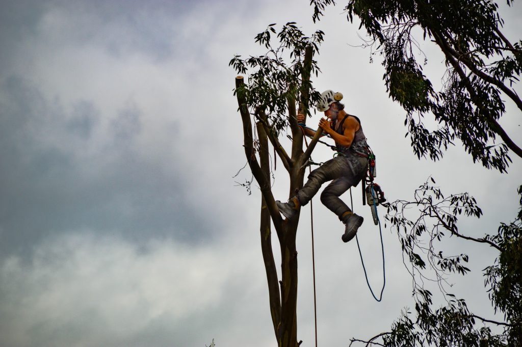Tree Removal Service: Everything You Should Prepare For and Expect