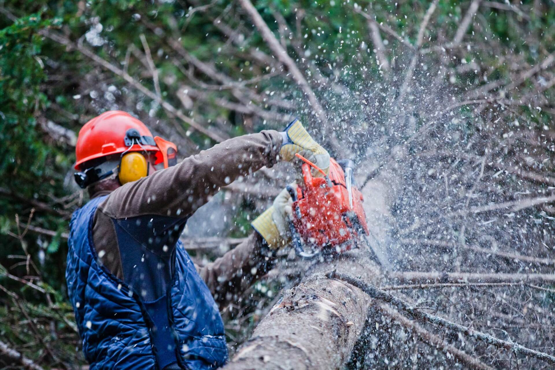 Why Businesses Should Consider Emergency Tree Service