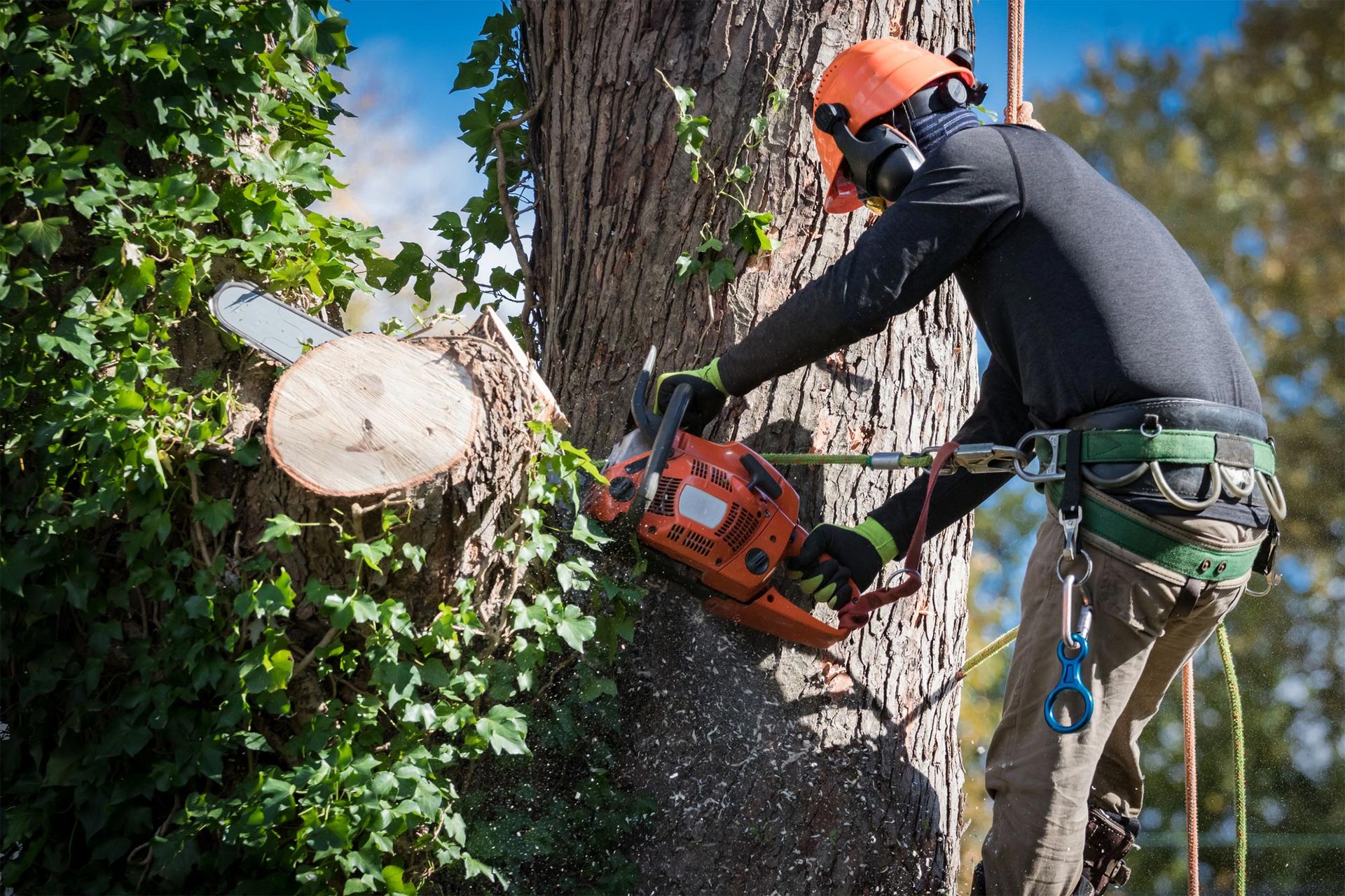 DIY Tree Removal: Is It Safe and Worth the Effort?