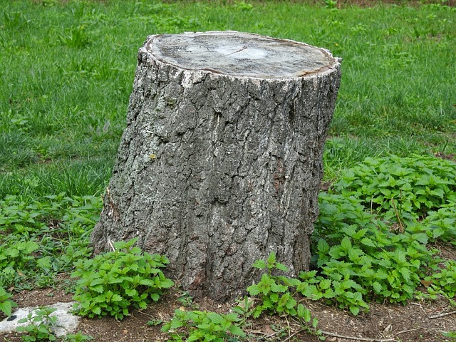 First-Time Guide: What to Expect from a Stump Removal Service