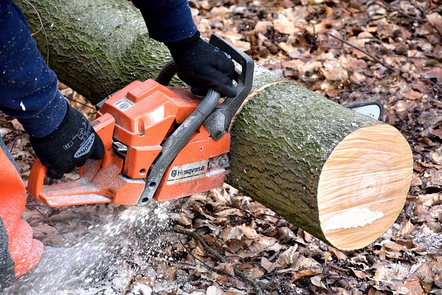 Is Tree Debris Haul Away Worth the Investment? Here’s What to Consider