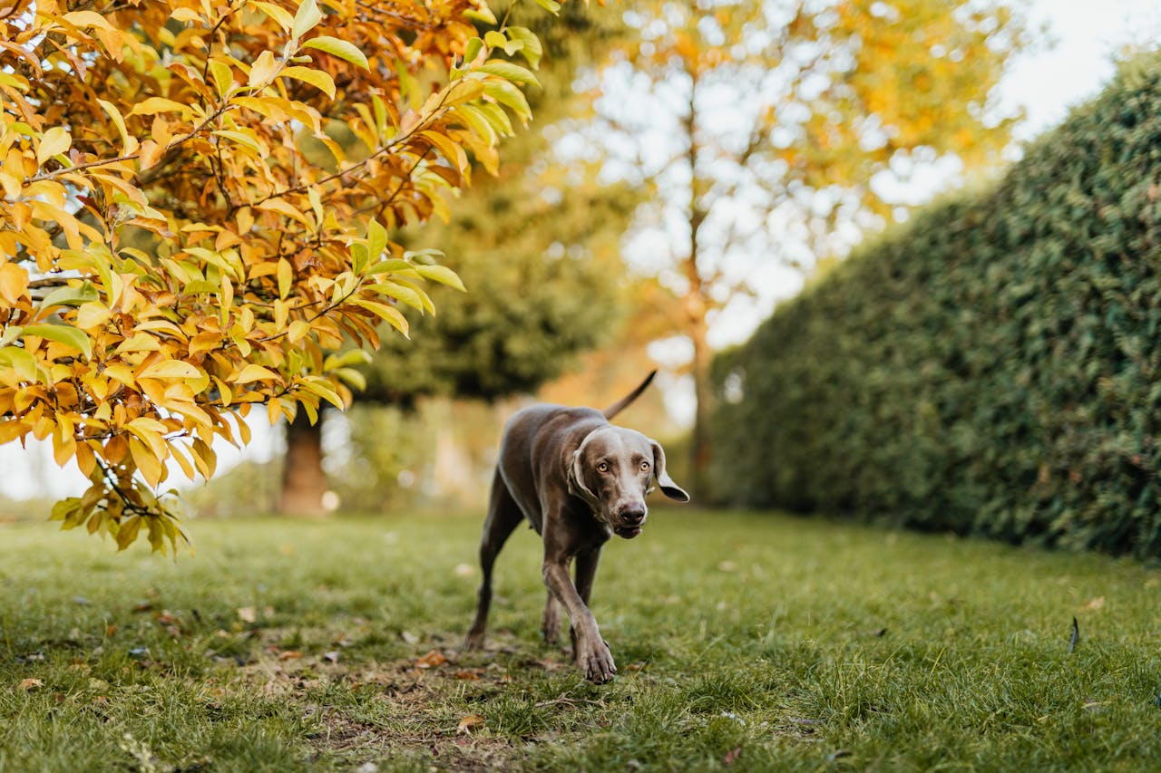 The Best Time Of Year To Prune Your Tree Hedge For Maximum Growth