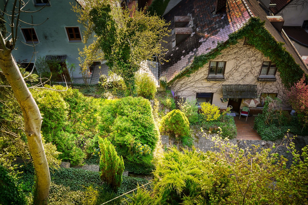 What You Should Know About Overgrown Trees Before It’s Too Late