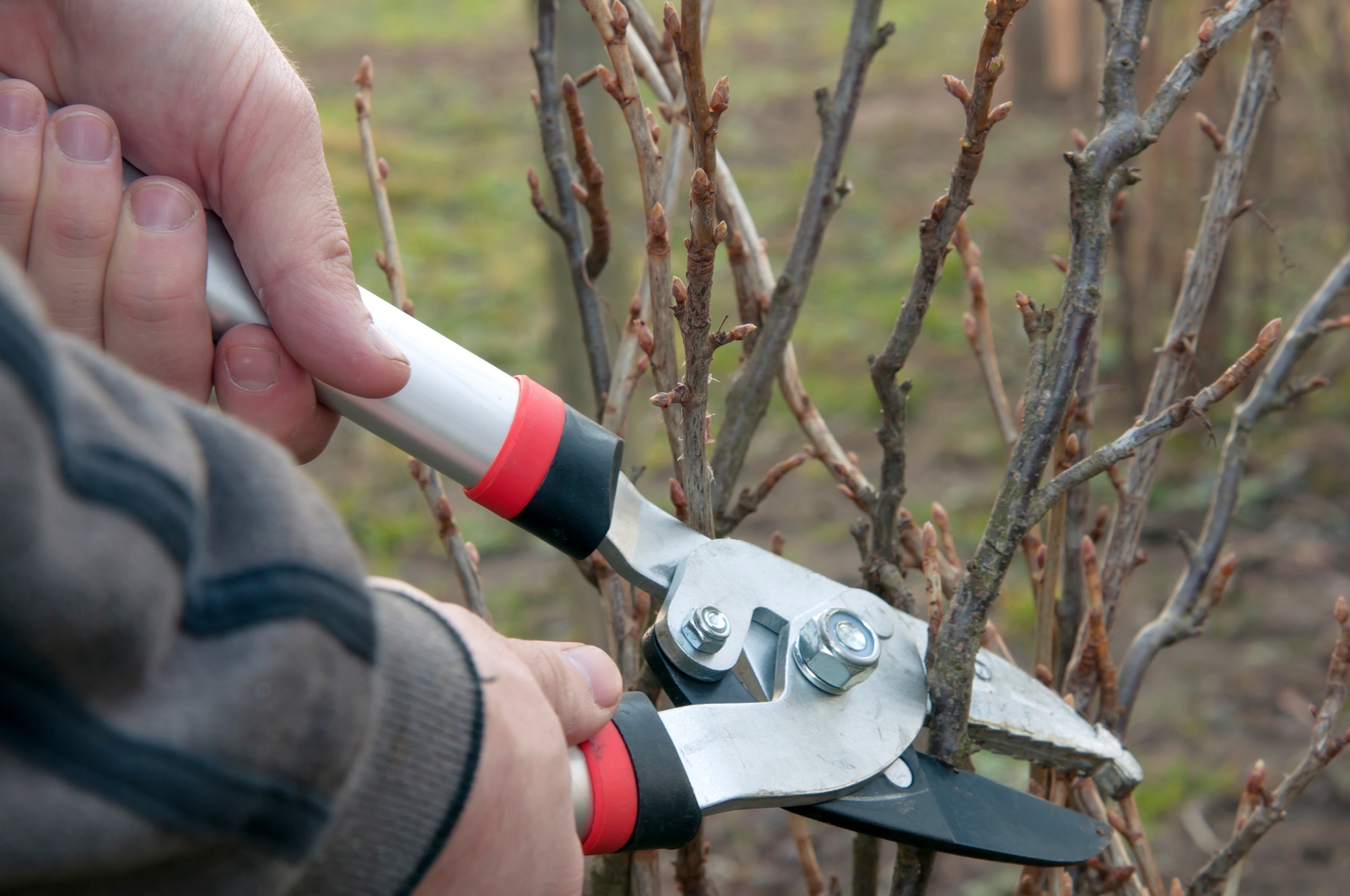 pruning of trees