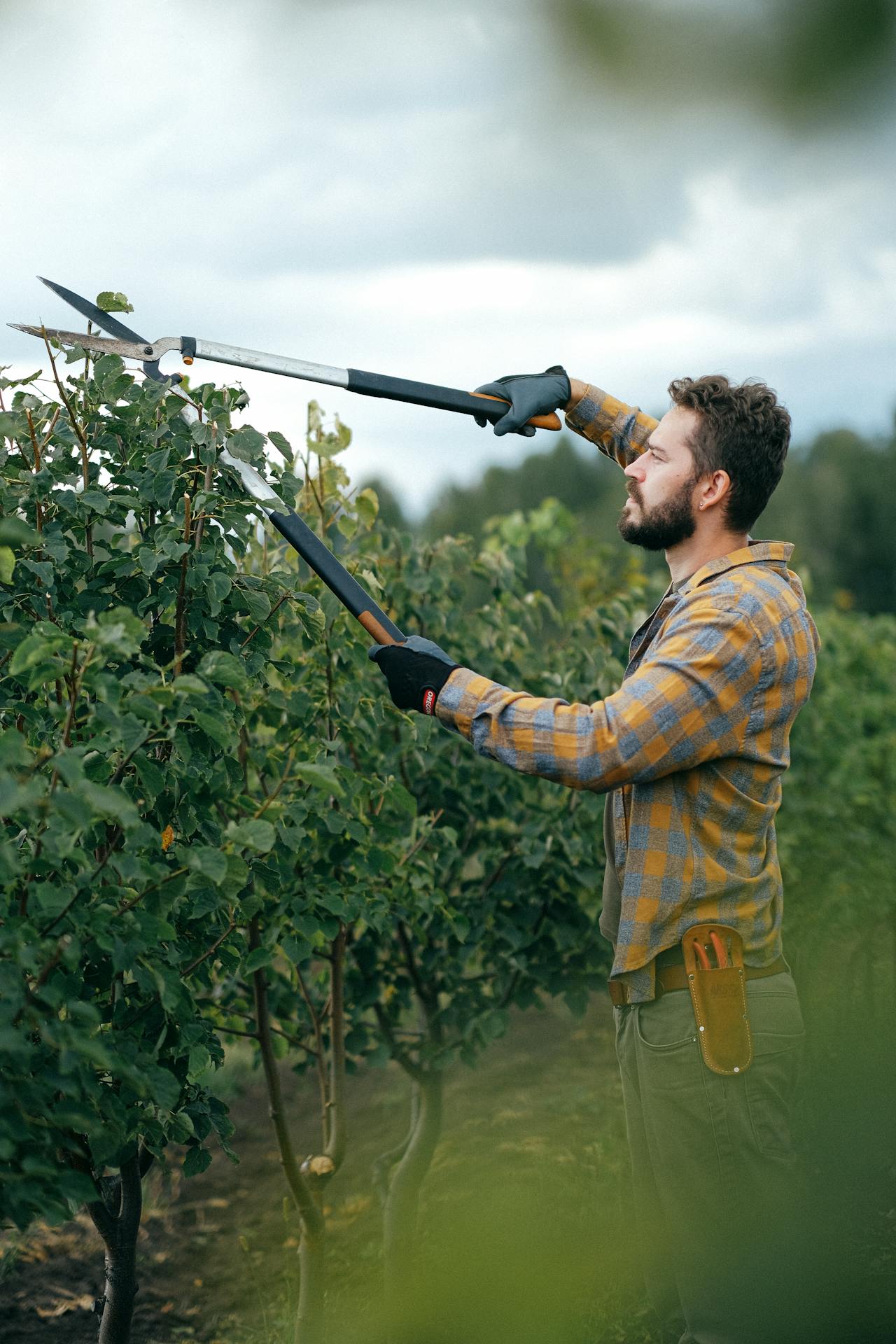 How Tree Topping Could Lead To Higher Maintenance Costs